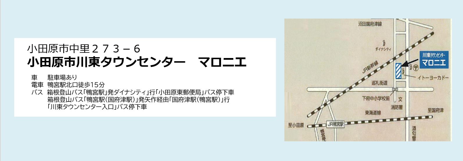 小田原市マロニエ場所（R7.3.19）