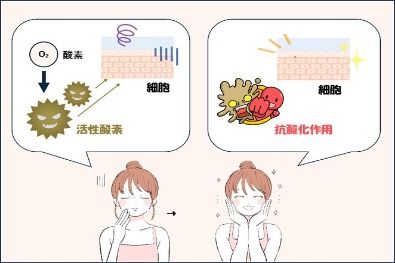 美肌を作る抗酸化食品・５選　②