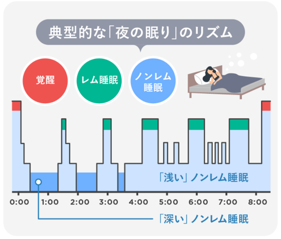 典型的な「夜の眠り」のリズム