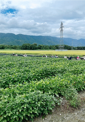 秋の健康ウォーク写真03