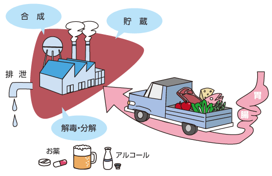 7月 肝臓をいたわる食事 健康サポート 全国健康保険協会