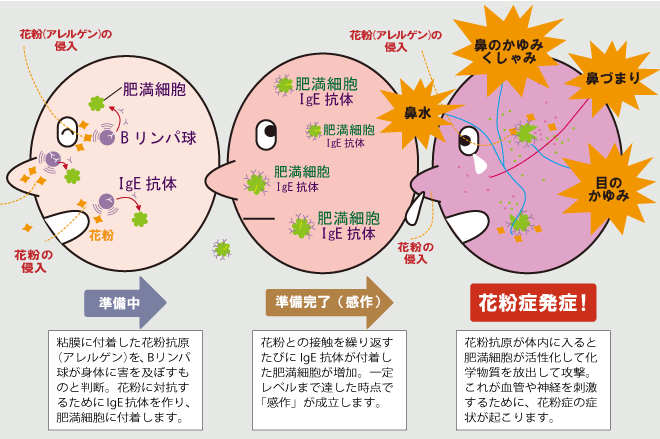 目 花粉 かゆい 症 が