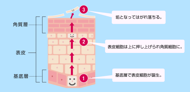 皮膚を構成する層
